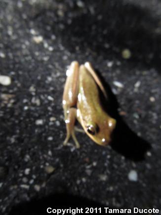 Squirrel Treefrog (Hyla squirella)