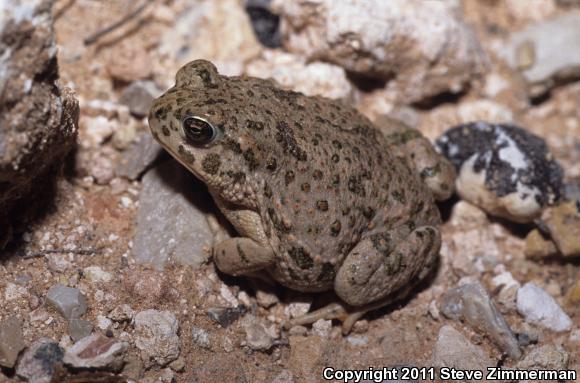 Texas Toad (Anaxyrus speciosus)