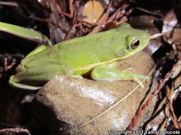 Green Treefrog (Hyla cinerea)