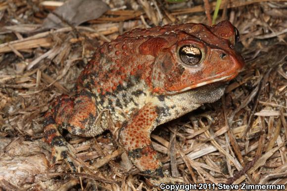 Southern Toad (Anaxyrus terrestris)