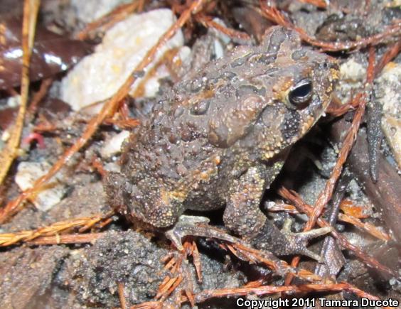 Southern Toad (Anaxyrus terrestris)