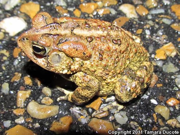 Southern Toad (Anaxyrus terrestris)