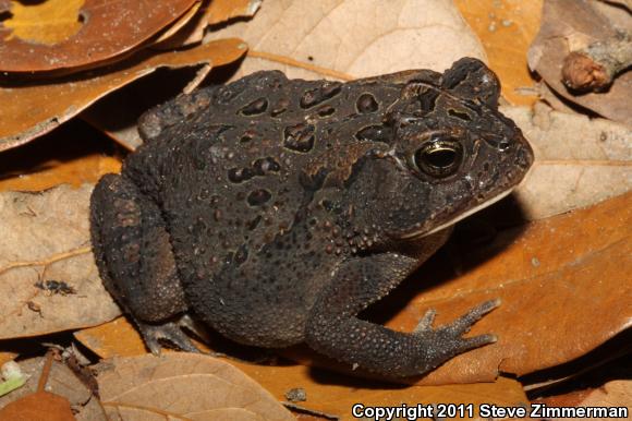 Southern Toad (Anaxyrus terrestris)