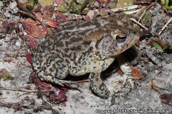 Southern Toad (Anaxyrus terrestris)