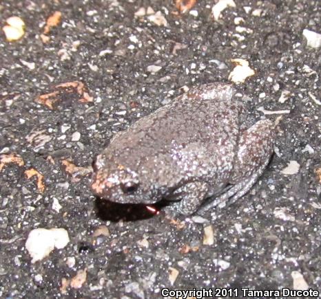 Eastern Narrow-mouthed Toad (Gastrophryne carolinensis)