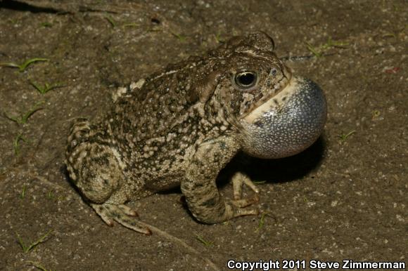 Woodhouse's Toad (Anaxyrus woodhousii)