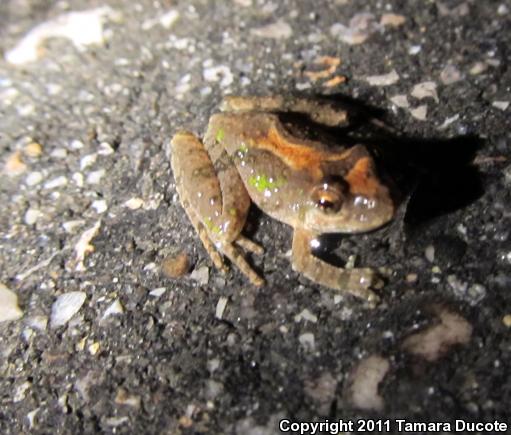 Eastern Cricket Frog (Acris crepitans crepitans)