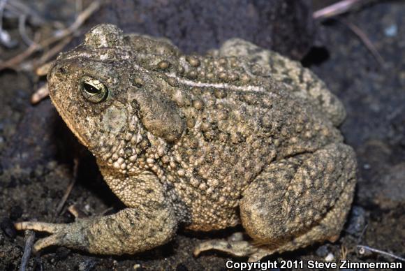 Woodhouse's Toad (Anaxyrus woodhousii)