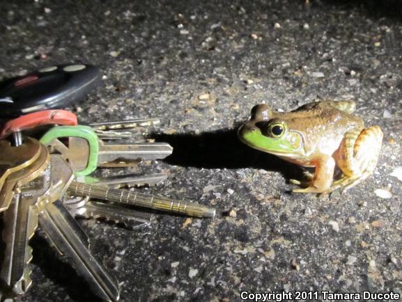 American Bullfrog (Lithobates catesbeianus)