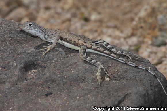 Zebratail Lizard (Callisaurus draconoides)