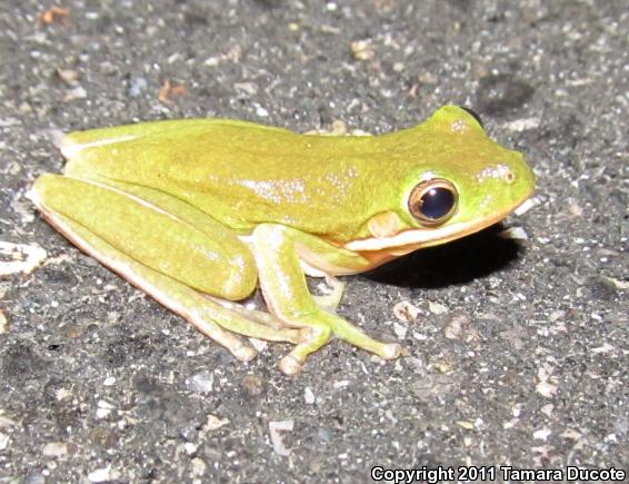 Green Treefrog (Hyla cinerea)