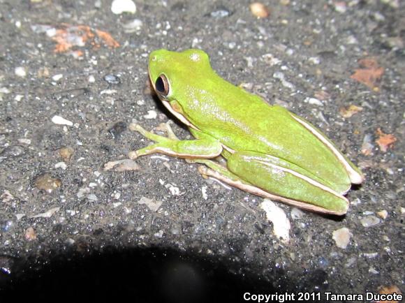 Green Treefrog (Hyla cinerea)