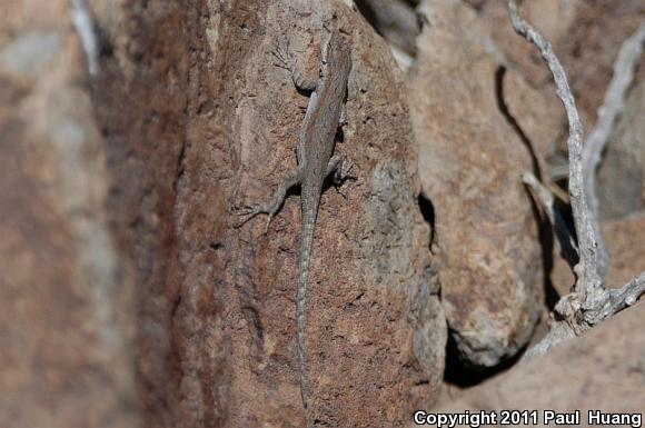 Schott's Tree Lizard (Urosaurus ornatus schottii)