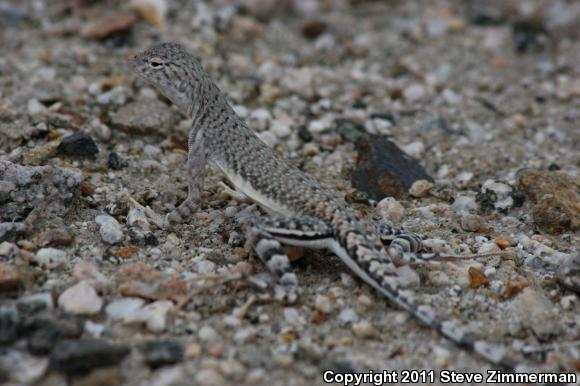 Zebratail Lizard (Callisaurus draconoides)