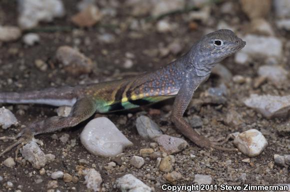 Greater Earless Lizard (Cophosaurus texanus)