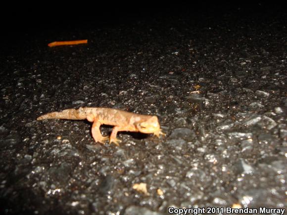 Eastern Newt (Notophthalmus viridescens)