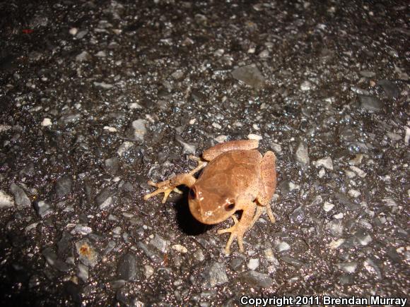 Spring Peeper (Pseudacris crucifer)