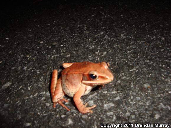 Wood Frog (Lithobates sylvaticus)