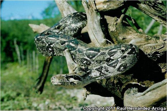 Boa Constrictor (Boa constrictor)