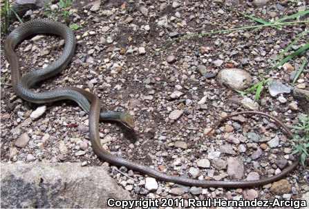 Ruthven's Whipsnake (Coluber schotti ruthveni)