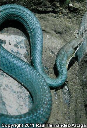 Ruthven's Whipsnake (Coluber schotti ruthveni)