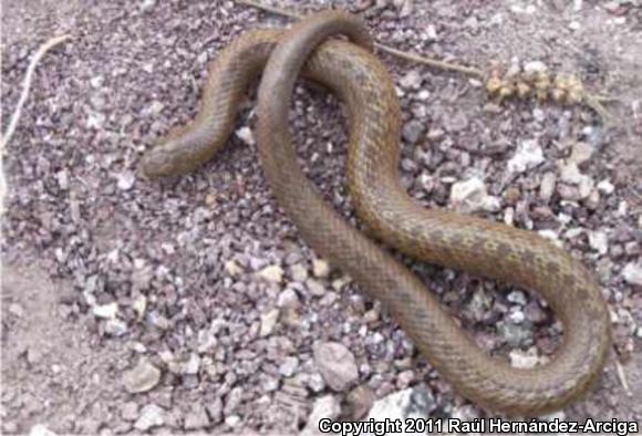 Plateau Mexican Earthsnake (Conopsis nasus nasus)