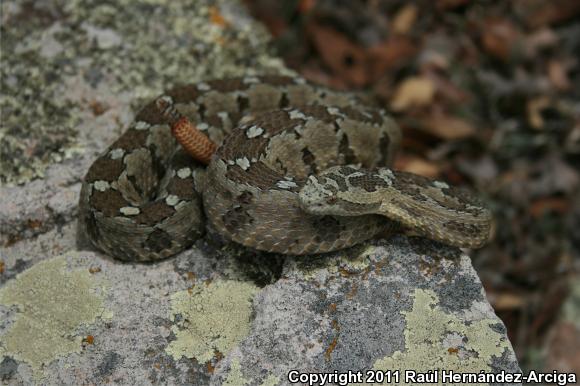 Queretaran Dusky Rattlesnake (Crotalus aquilus)