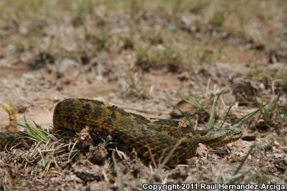 Queretaran Dusky Rattlesnake (Crotalus aquilus)