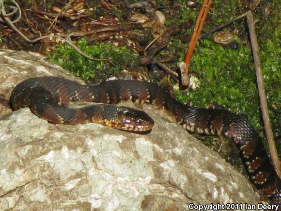 Banded Watersnake (Nerodia fasciata fasciata)