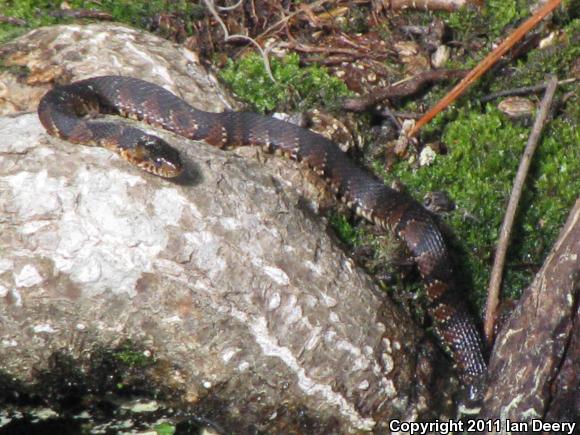 Banded Watersnake (Nerodia fasciata fasciata)