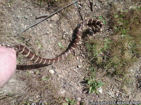 California Kingsnake (Lampropeltis getula californiae)