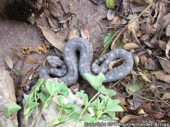 Queretaran Dusky Rattlesnake (Crotalus aquilus)