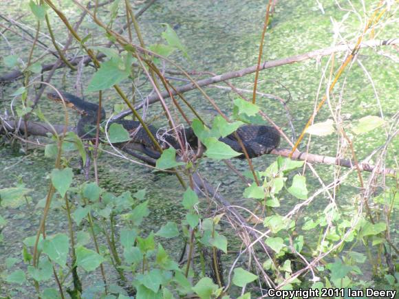 Banded Watersnake (Nerodia fasciata fasciata)