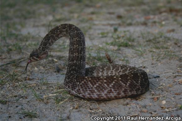 Mohave Rattlesnake (Crotalus scutulatus scutulatus)