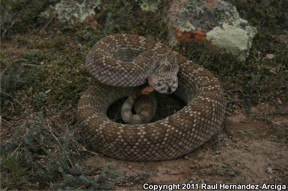 Mohave Rattlesnake (Crotalus scutulatus scutulatus)