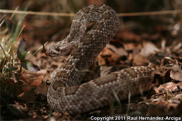 Mohave Rattlesnake (Crotalus scutulatus scutulatus)