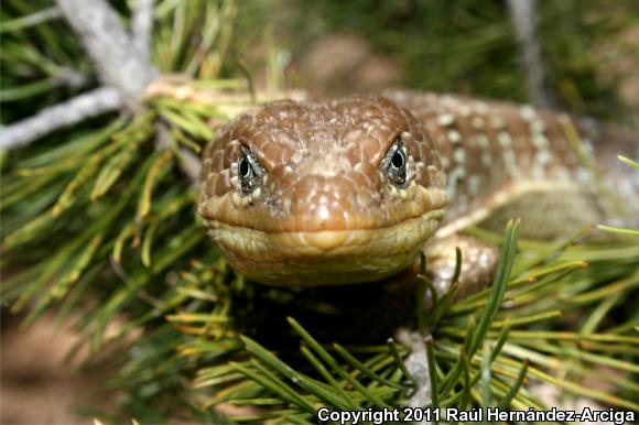 Weigman's Alligator Lizard (Gerrhonotus liocephalus)