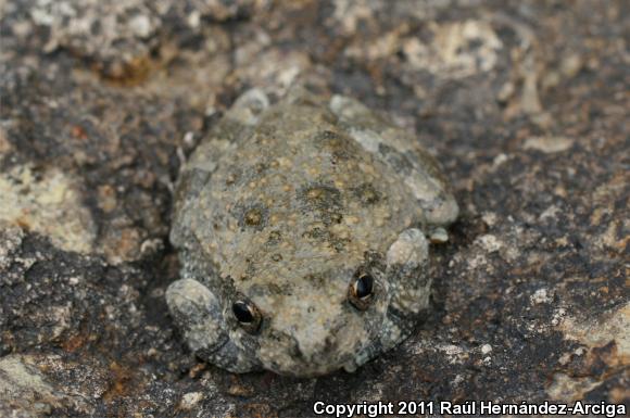 Canyon Treefrog (Hyla arenicolor)