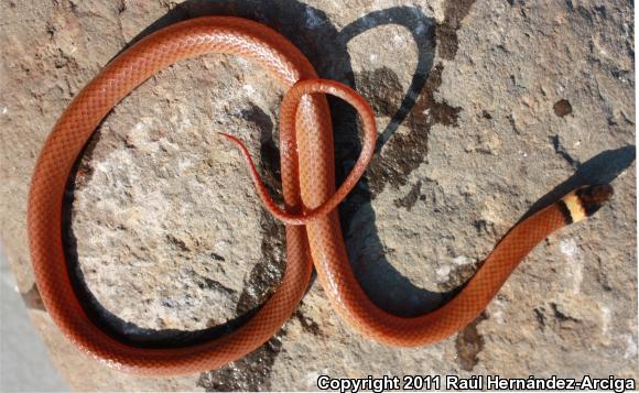 Red Black-headed Snake (Tantilla rubra)