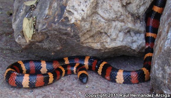 Milksnake (Lampropeltis triangulum)