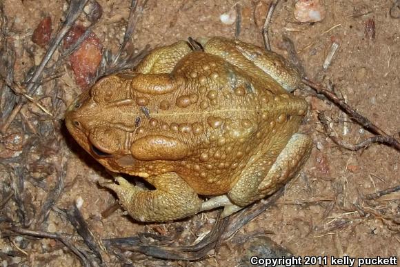 Eastern American Toad (Anaxyrus americanus americanus)