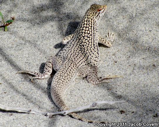 Coachella Valley Fringe-toed Lizard (Uma inornata)