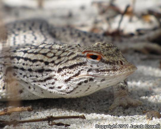 Coachella Valley Fringe-toed Lizard (Uma inornata)