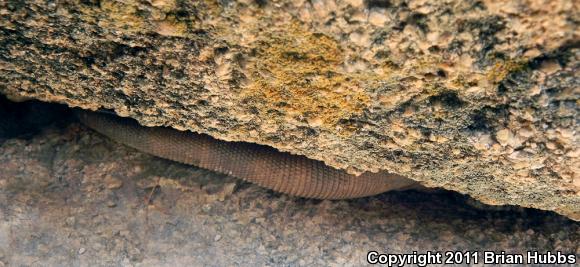 Common Chuckwalla (Sauromalus ater)