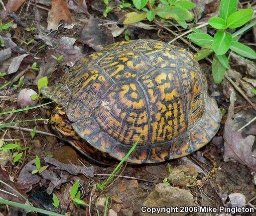 Eastern Box Turtle (Terrapene carolina carolina)