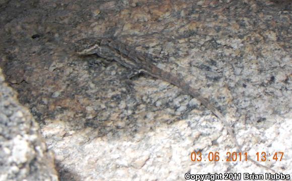 Ornate Tree Lizard (Urosaurus ornatus)