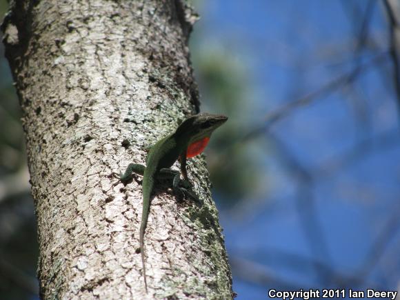 Northern Green Anole (Anolis carolinensis carolinensis)