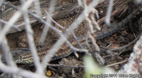 Common Side-blotched Lizard (Uta stansburiana)