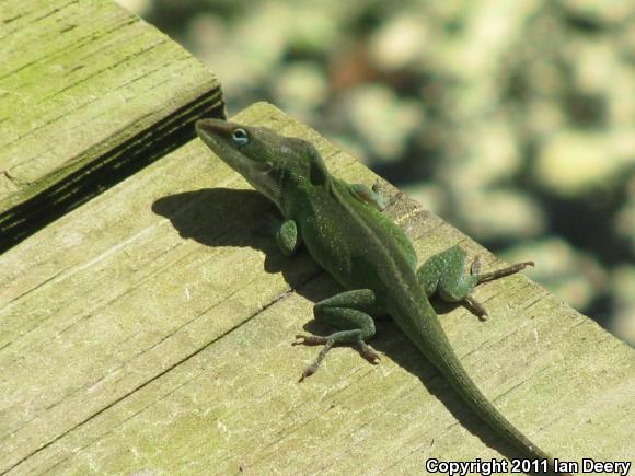 Northern Green Anole (Anolis carolinensis carolinensis)