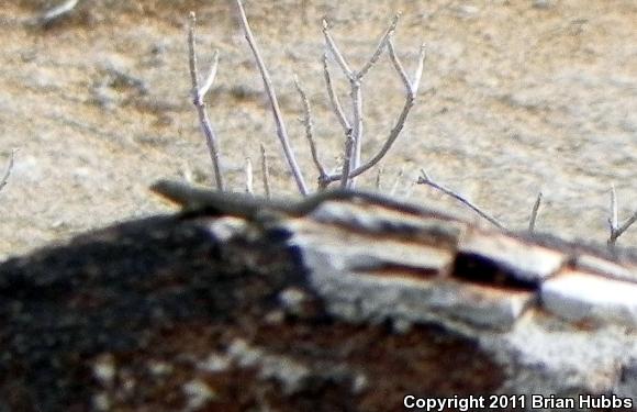 Common Side-blotched Lizard (Uta stansburiana)